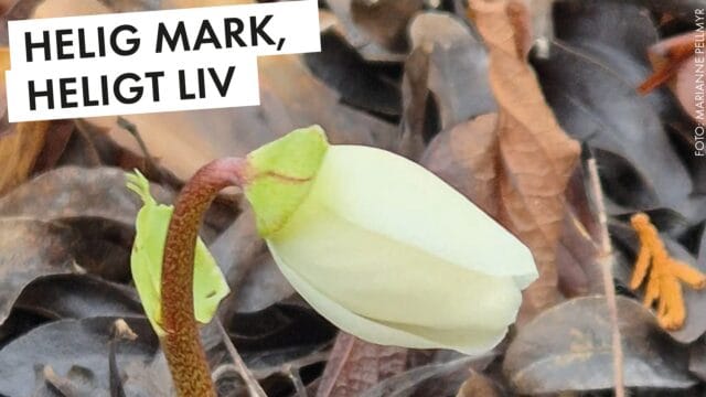 Församlingsbladet nr 1 2026